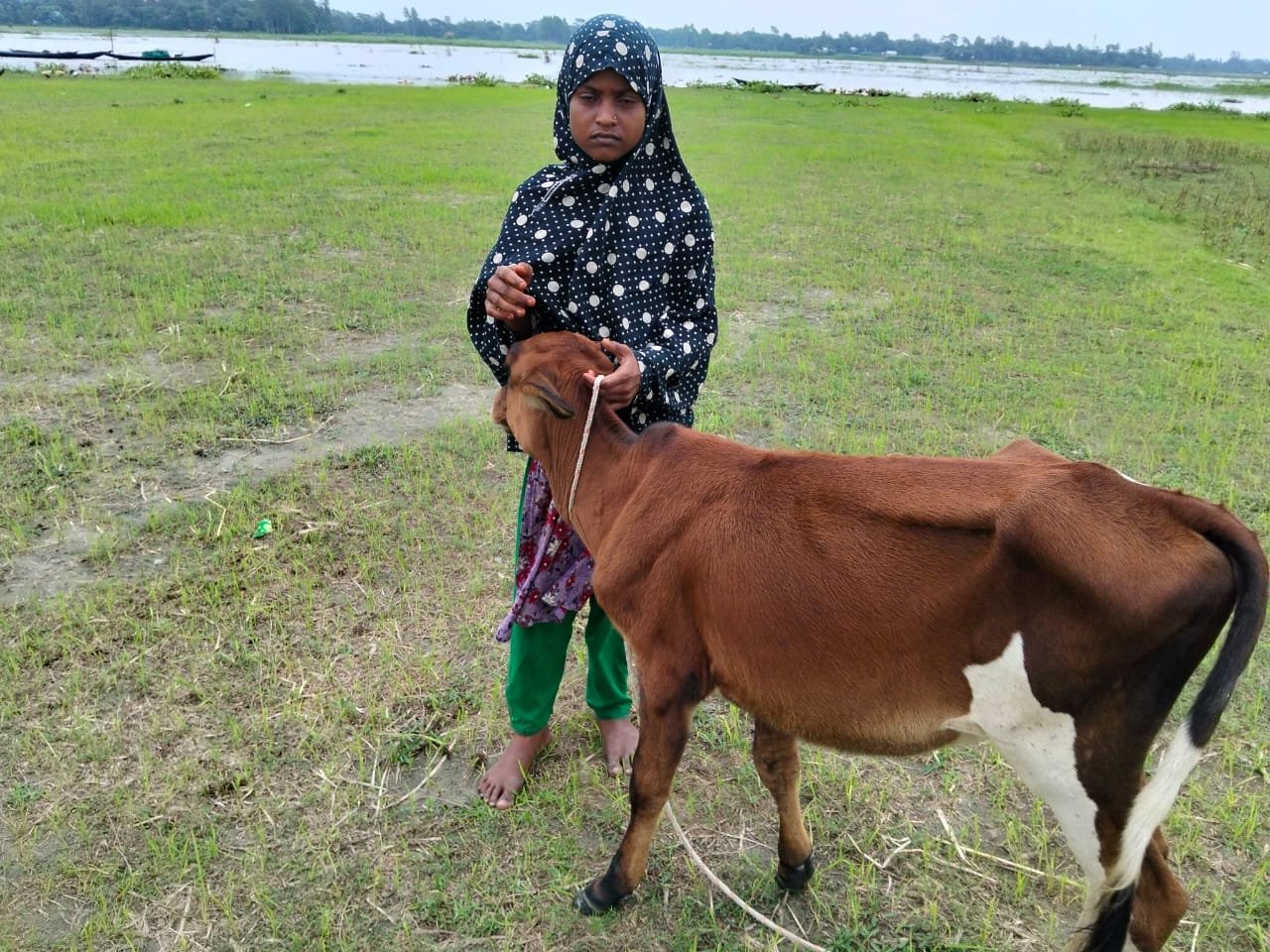 Woman in a headscarf with a cow in a field.